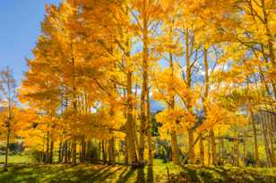 Aspens below Ohio Pass-2049